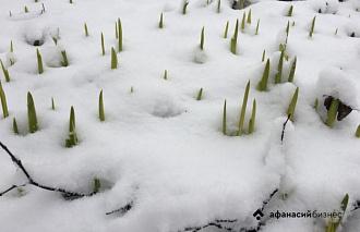 Утром 5 апреля в Твери выпал снег