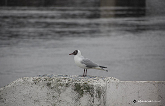 Сегодня в Твери пасмурно и сыро