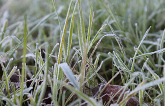 Всю неделю в Твери будут идти дождь и снег