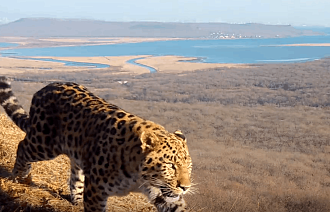 Жителям Твери предлагают выбрать имя для котёнка дальневосточного леопарда - новости Афанасий