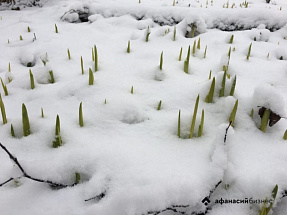 В Тверскую область возвращается зима
