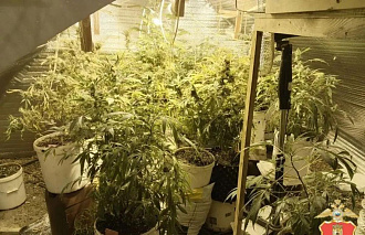 Житель Тверской области вырастил на чердаке 83 куста конопли - новости Афанасий