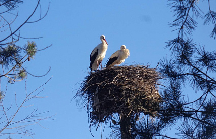 Пары белых аистов заняли гнезда в Тверской области - новости Афанасий