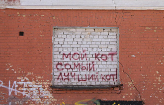 Как в Твери за 1000 рублей решают проблему роста численности бездомных кошек - новости Афанасий