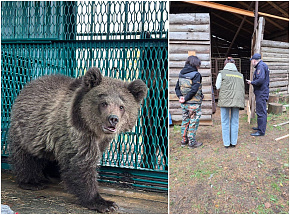 В России стартовал проект «Земля медведя» - новости Афанасий