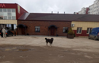 Жительница Зубцова сообщила о нападении собак - новости Афанасий