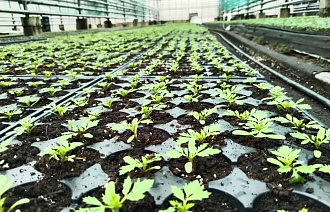 В Твери высадят 200 тысяч цветов - новости Афанасий