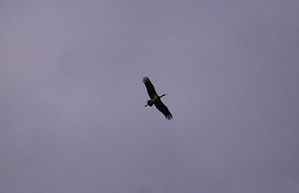 В Тверской области собирают средства на выпускной вольер для черных аистов - новости Афанасий