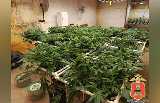 В Осташковском и Рамешковском районах на наркофермах выращивали марихуану - новости Афанасий