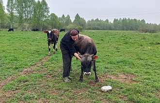Под Старицей агрессивные собаки терроризируют коровью ферму - новости Афанасий