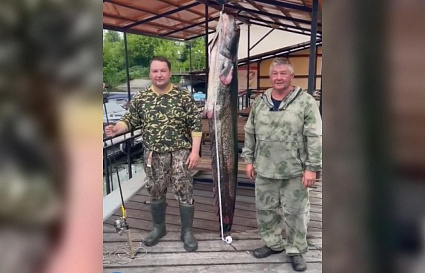 100-килограммового сома поймали рыбаки в Весьегонске Тверской области - новости Афанасий