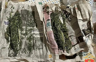 В квартире жителя Зубцова нашли коноплю - новости Афанасий