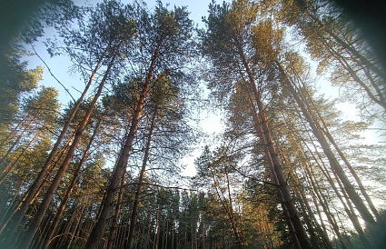 В Твери сегодня тепло и солнечно