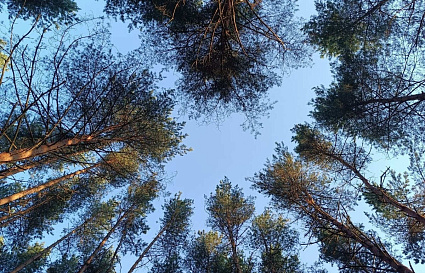 В Тверской области за сезон произошло три лесных пожара - новости Афанасий