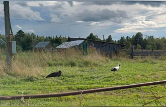 Специалисты рассказали, сколько в Тверской области чёрных аистов - новости Афанасий