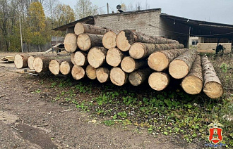 В Тверской области «черный лесоруб» нарубил леса на судимость - новости Афанасий