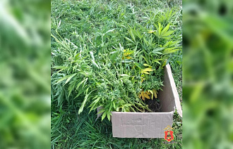 Житель Кимрского округа вырастил на своем участке почти 400 кустов конопли - новости Афанасий
